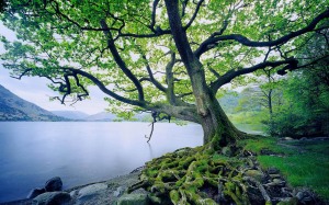 beautiful-tree-photography20--photographs-of-pleasing-trees-photography-heat---photography-w7gusmcp